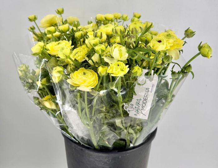 <h4>Ranunculus Moderna Limoncello</h4>