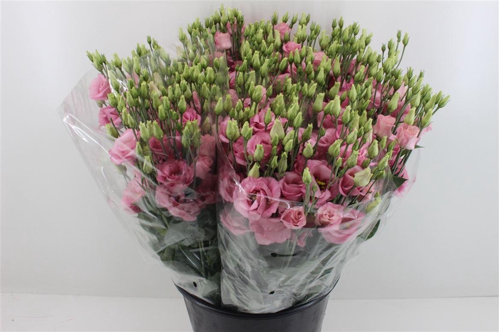 <h4>Boeket Mono Eustoma (10) Rose</h4>