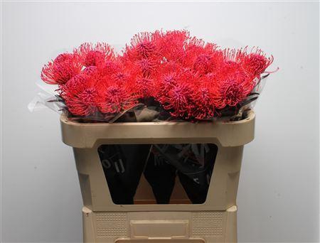 <h4>Leuco Klbh Erica</h4>