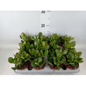 Crassula ovata 'Sunset'