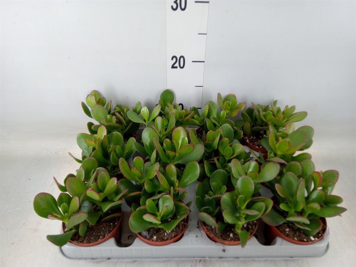 <h4>Crassula ovata 'Sunset'</h4>
