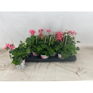 PEL PELT BALKON ROSE