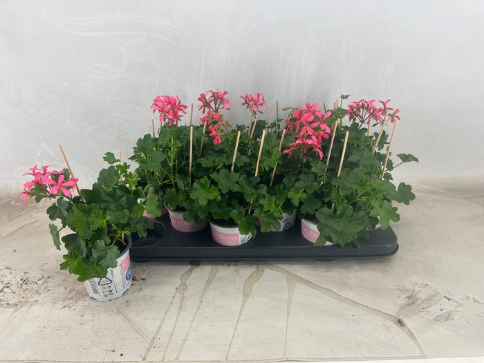 <h4>PEL PELT BALKON ROSE</h4>