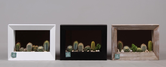 <h4>Schilderij met spiegel hout met Cactussen</h4>