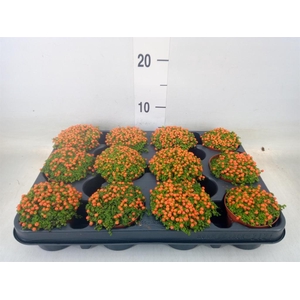 Nertera granadensis 'Astrid'