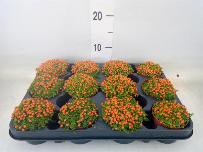 <h4>Nertera granadensis 'Astrid'</h4>