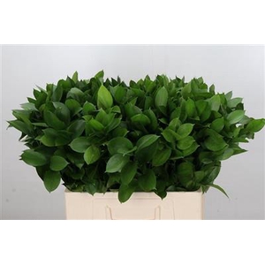 RUSCUS 55 CM P.BL