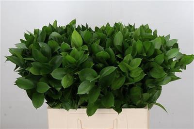 <h4>RUSCUS 55 CM P.BL</h4>