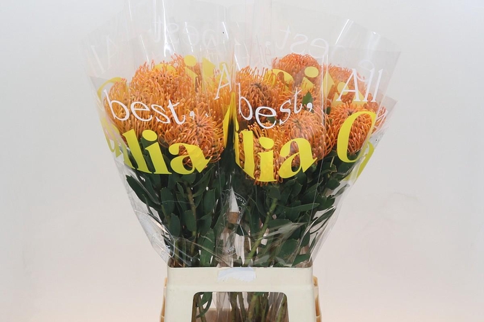 <h4>Nutans Ayoba Peach</h4>