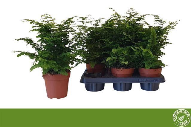 <h4>ADIAN RAD FRITZ-LUTH P12</h4>