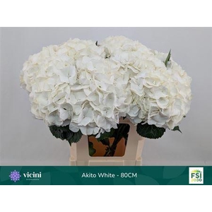 Hydr M My Akito 80cm