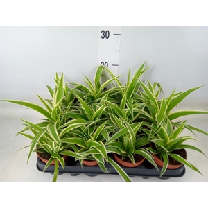 Chlorophytum com.