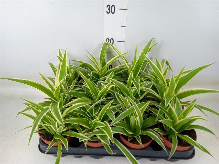 <h4>Chlorophytum com.</h4>