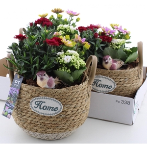 ARR TUINPLANTEN