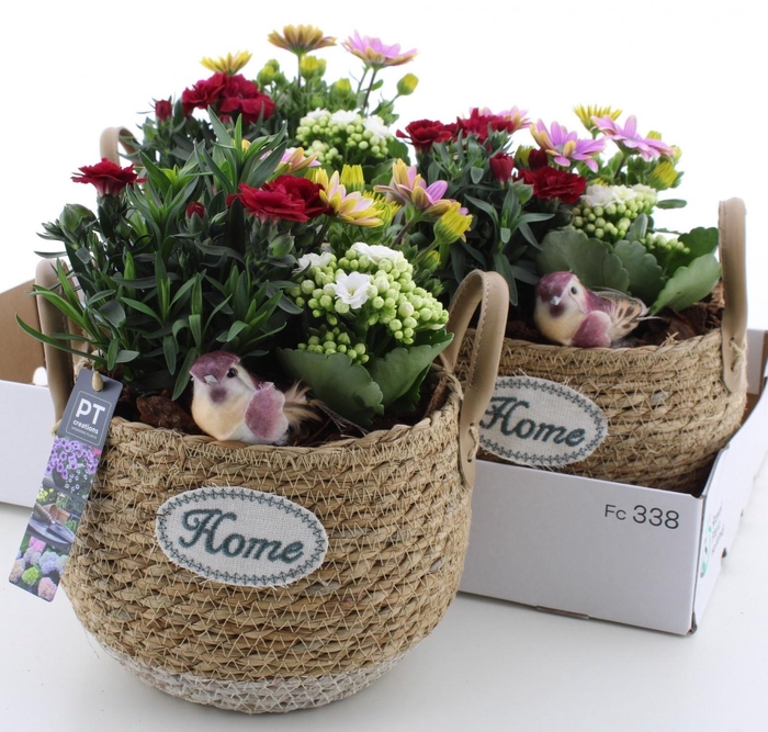 <h4>ARR TUINPLANTEN</h4>