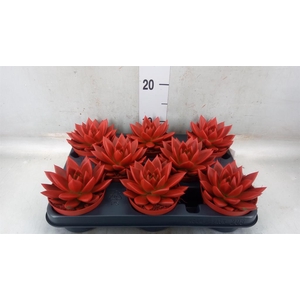 Echeveria  'Miranda'