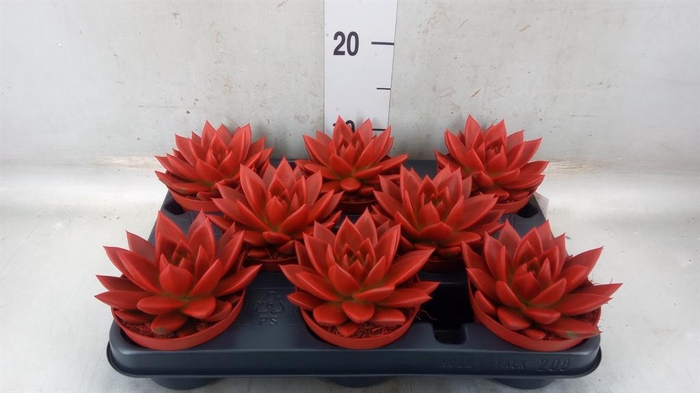 <h4>Echeveria 'Miranda'</h4>