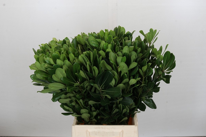 <h4>Pittosporum Nurit</h4>