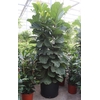 Ficus lyrata
