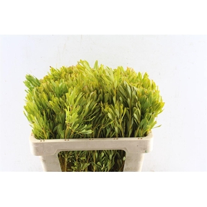 Leucad Platyspermum