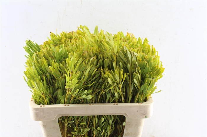 <h4>Leucad Platyspermum</h4>