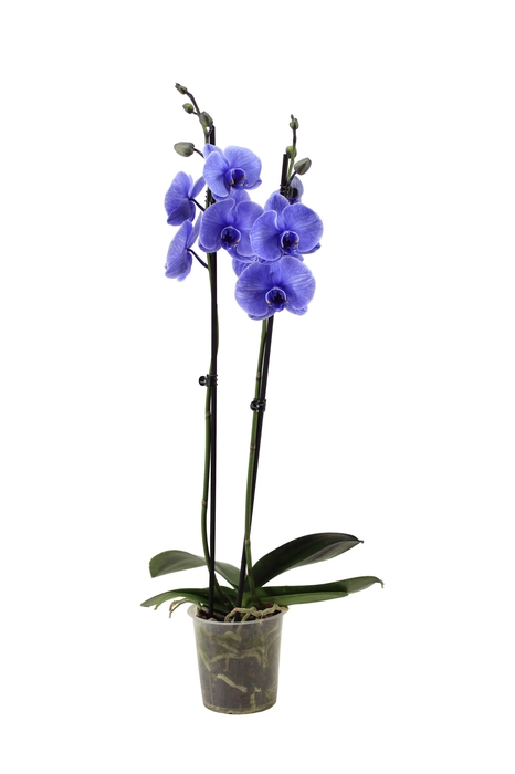 <h4>Phal I Am Purple 2T14+</h4>