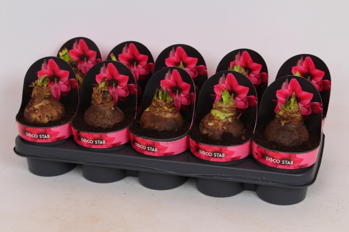 <h4>Amaryllis Disco Star</h4>
