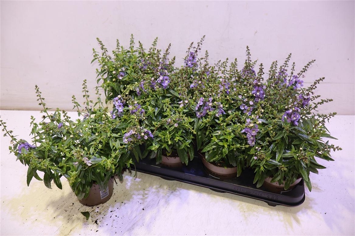 <h4>arr8 Ang Se Purple</h4>