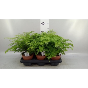 Adiantum raddi. 'Fragrans'