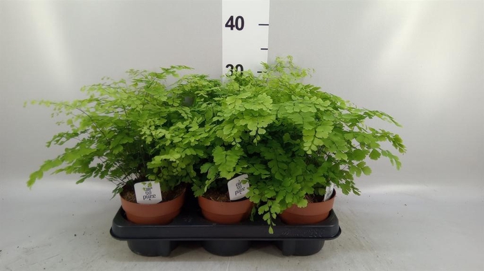 <h4>Adiantum raddi. 'Fragrans'</h4>