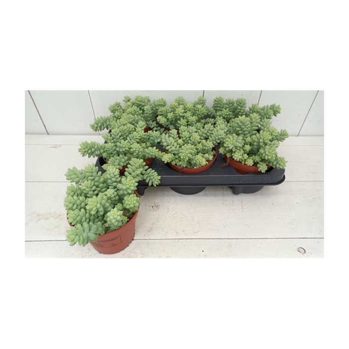 <h4>Sedum Burrito 11Ø 15cm</h4>