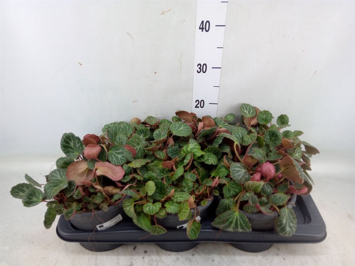 <h4>Saxifraga stol.</h4>