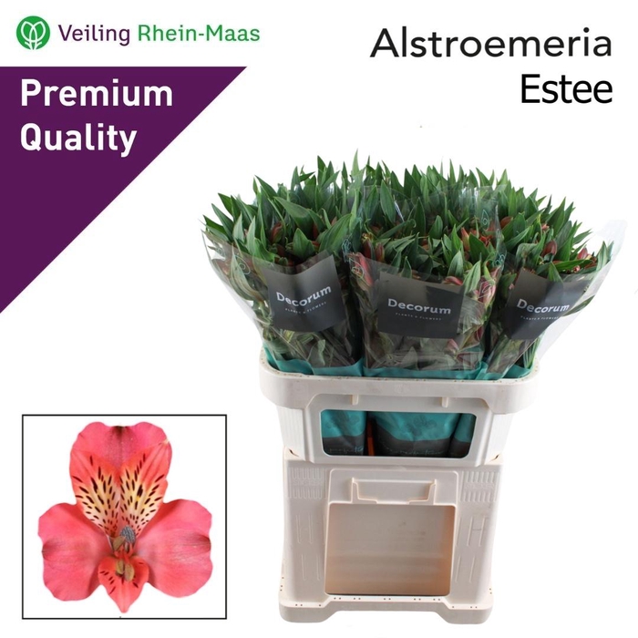 <h4>ALSTR ESTEE</h4>