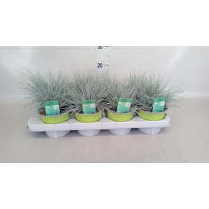 Festuca glauca 'Intens Blue'