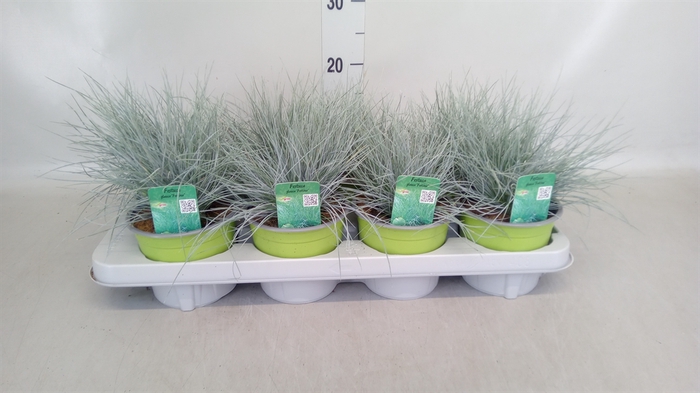 <h4>Festuca glauca 'Intens Blue'</h4>