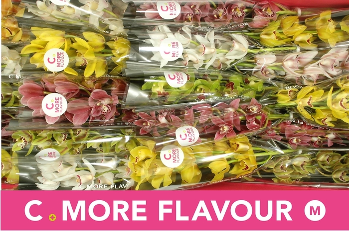 <h4>CYMB MI GEM</h4>