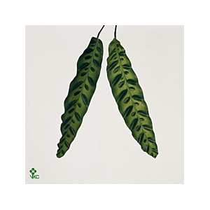 Calathea Insignes 62cm