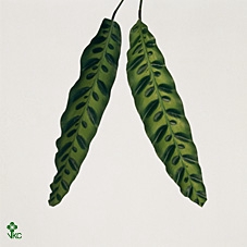 Calathea Zebrina