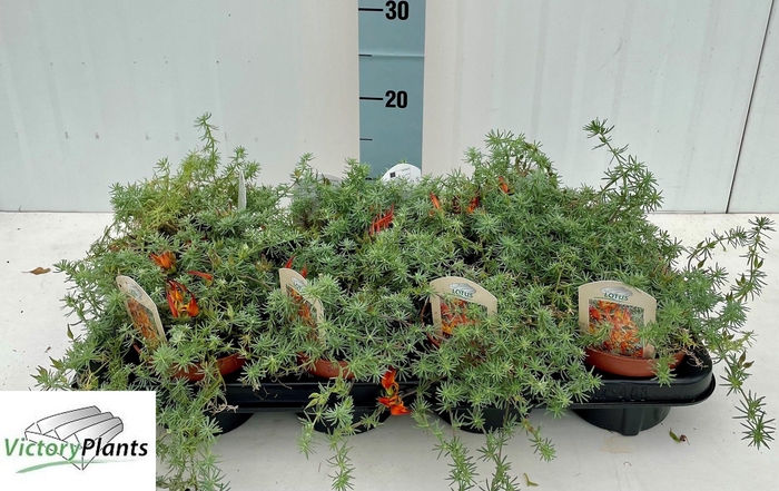 <h4>LOTU CORNICULATUS</h4>