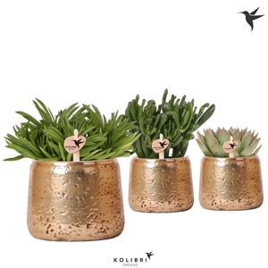 Kolibri Greens Succulenten mix in Luxury pot gold