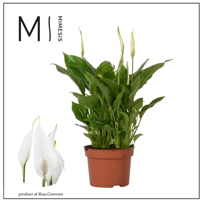 <h4>Spathiphyllum Chopin - 10.5cm | Mimesis</h4>