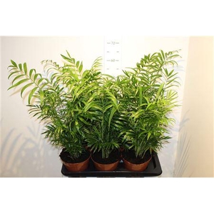 Chamaed Elegans 25pp