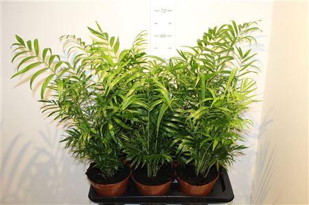 <h4>Chamaed Elegans 25pp</h4>