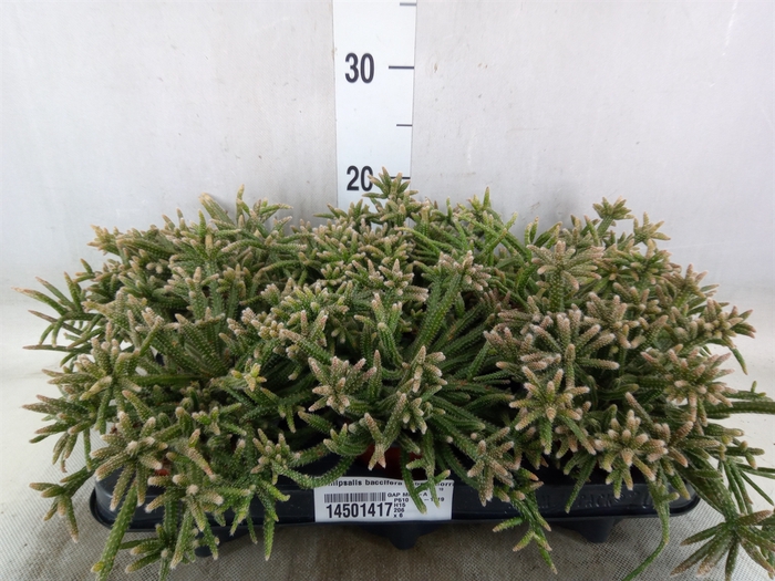 <h4>Rhipsalis baccifera subsp. horrida</h4>