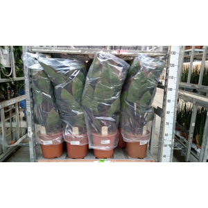Philodendron  'Imperial Red'