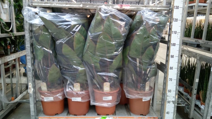 <h4>Philodendron  'Imperial Red'</h4>