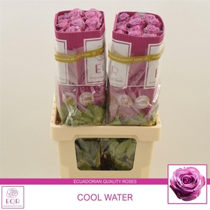 Rosa gr Cool Water! | A2