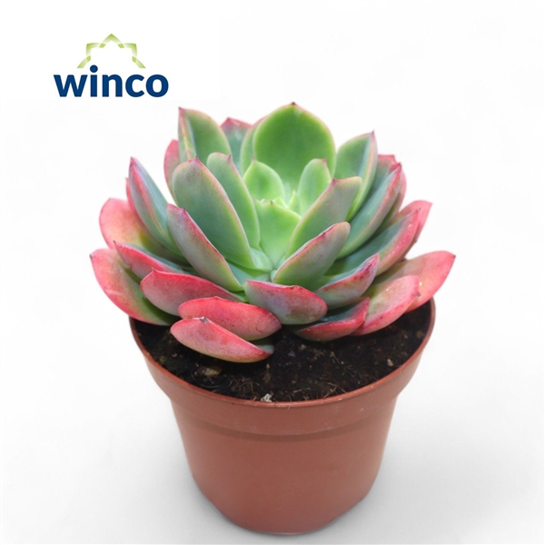 <h4>Echeveria Luella</h4>