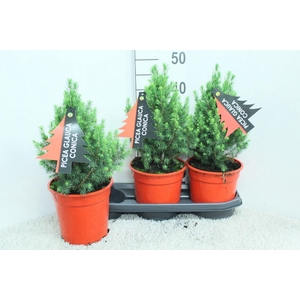 Picea glauca 'Conica'