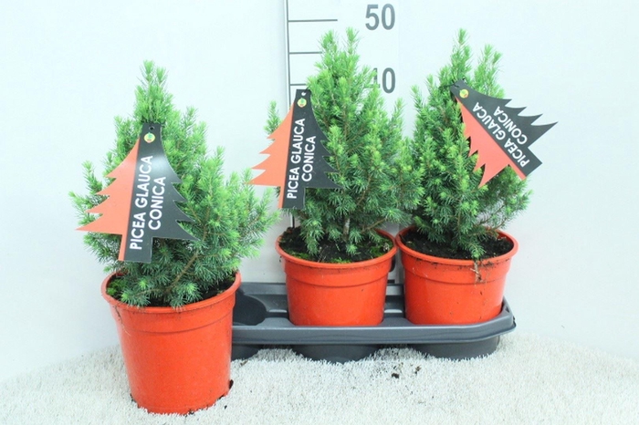 <h4>Picea glauca 'Conica'</h4>
